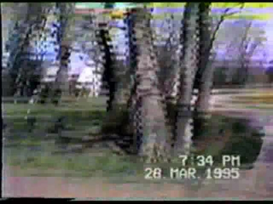 The world - famous nursery pit bull terriers  Garners Yard 1995